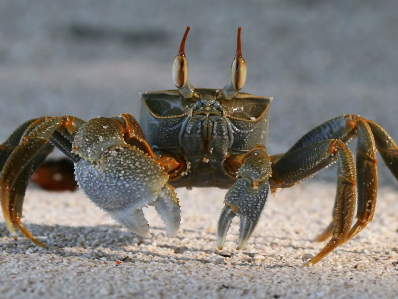 crab, песок, краб