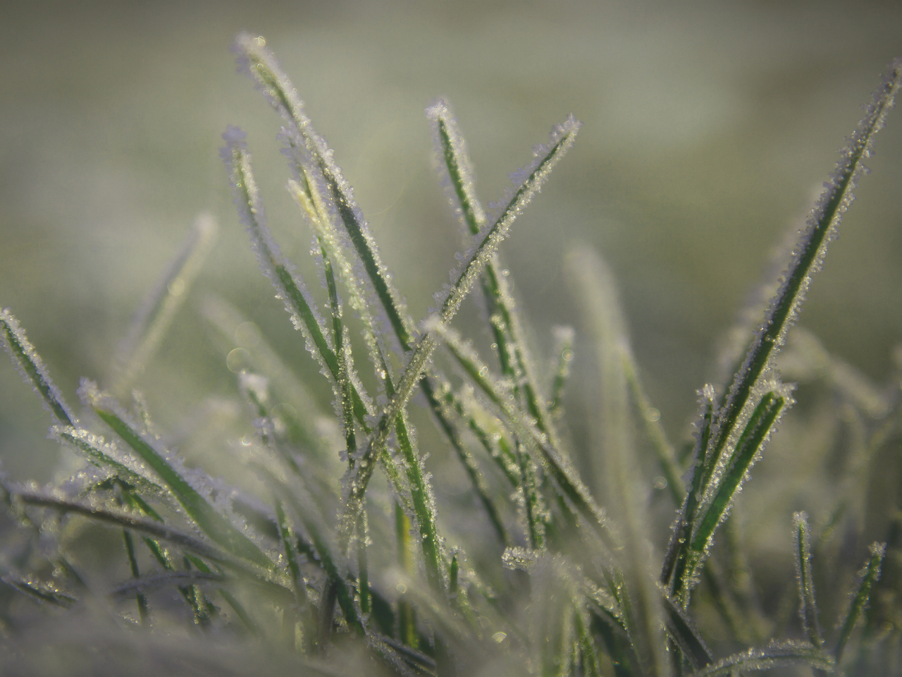 мороз, трава, макро