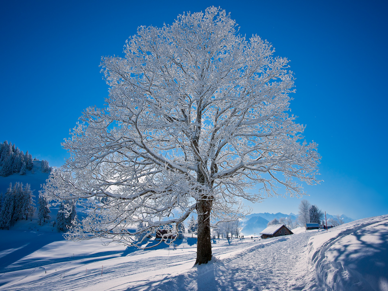 дорога, зима, мороз, дерево, снег, природа