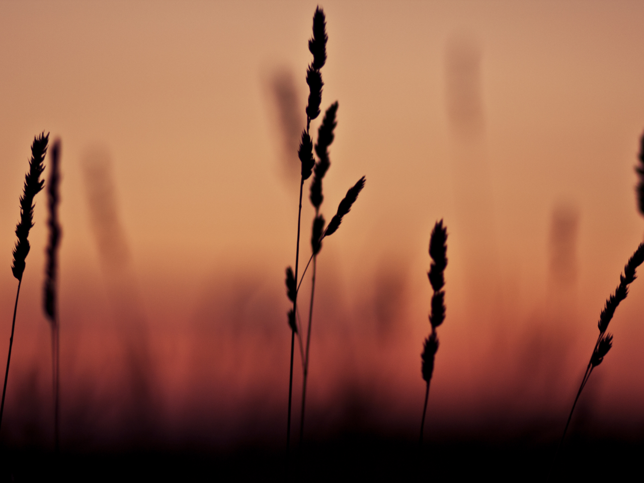 закат, macro, фокус, grass, 2560x1600, трава, макро, shadow, тень, sunset, focus