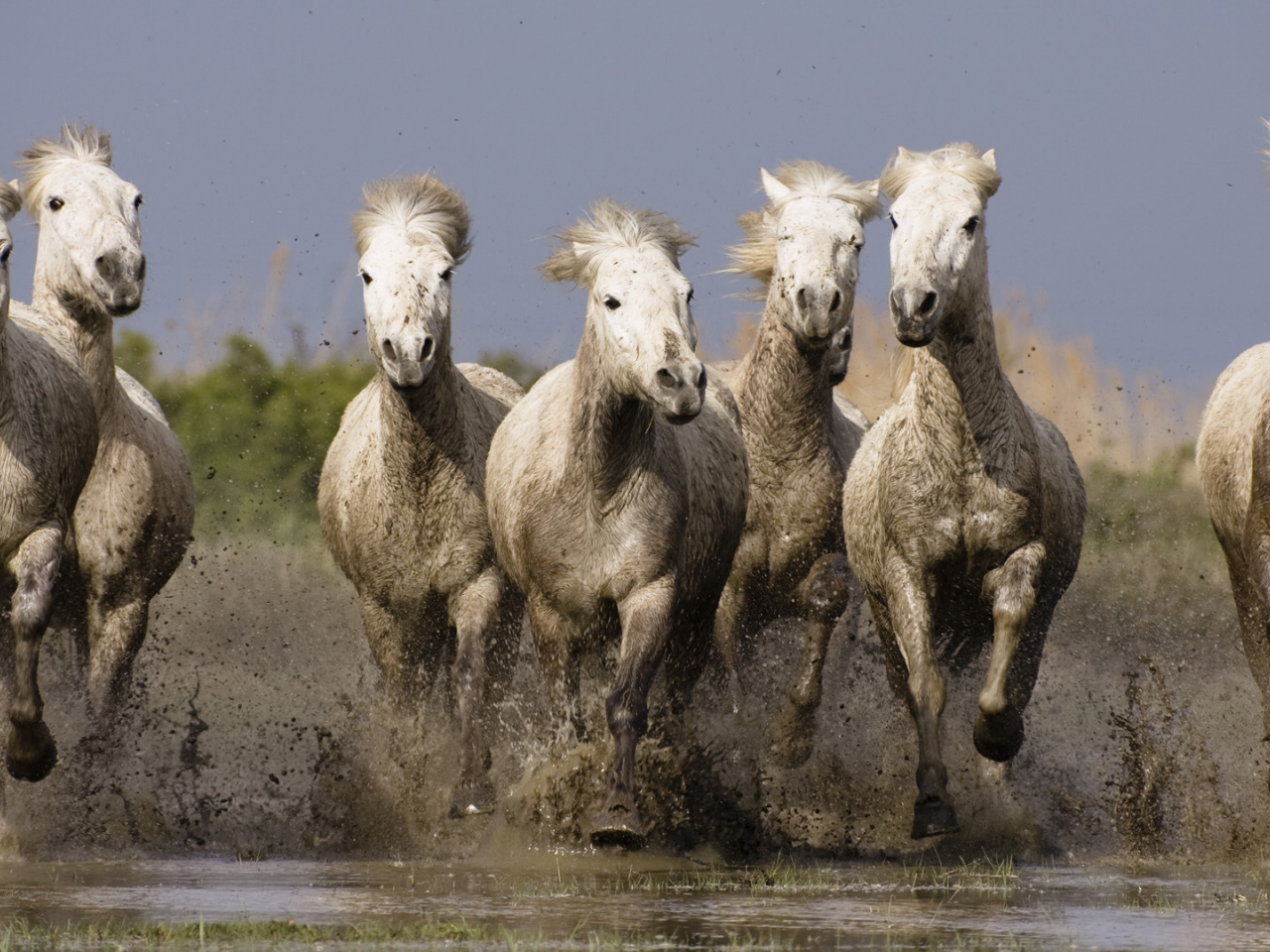 вода, кони, лошади, грязь
