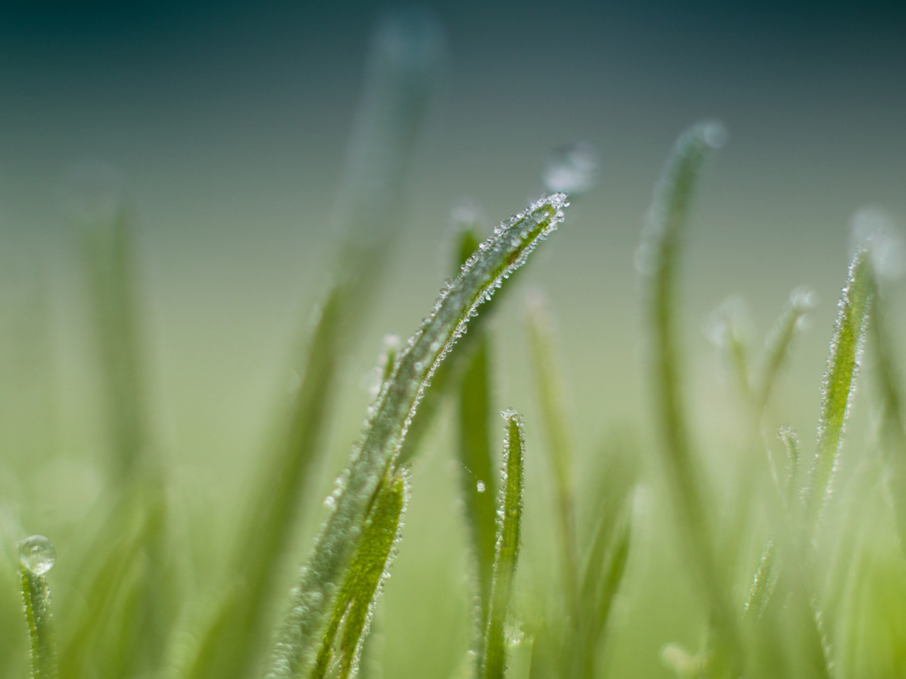 1920x1200, макро, focus, grass, трава, dew, роса, фокус, nature, macro, природа