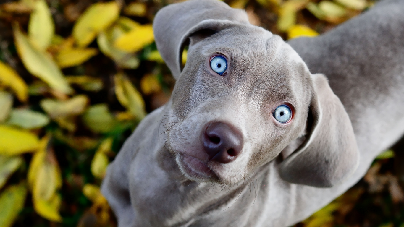 голубые, смотрит, собака, взгляд, листва, weimaraner, глаза