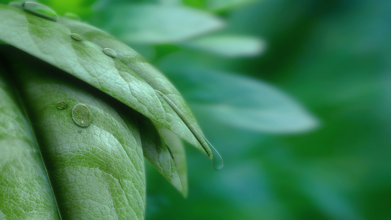 листья, капли, leaves and water