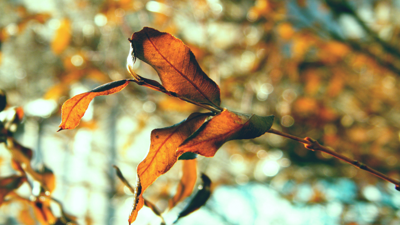 листья, осенние картинки, природа, листки, листва, осень, макро фото