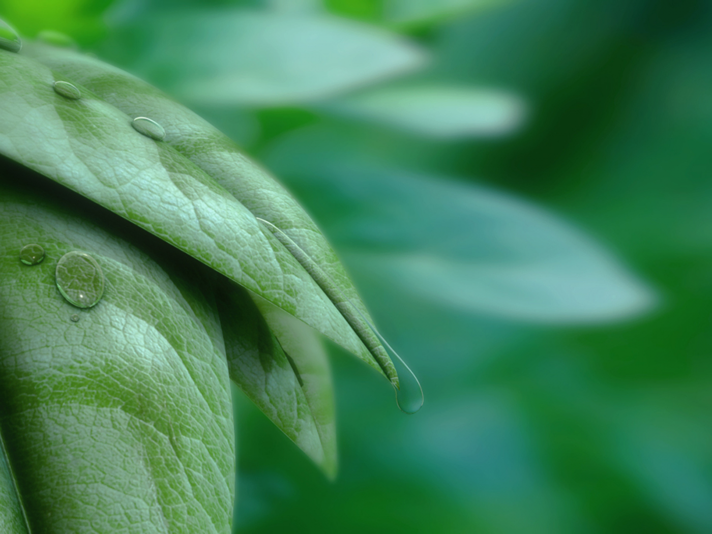 листья, капли, leaves and water