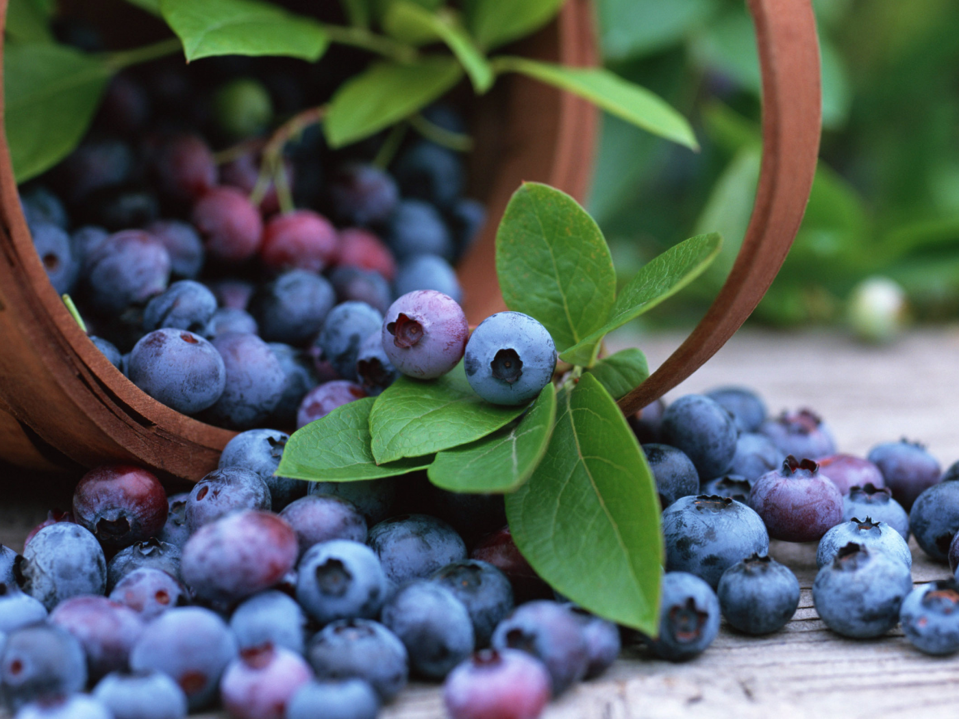 корзина, черника, fruits, blueberry