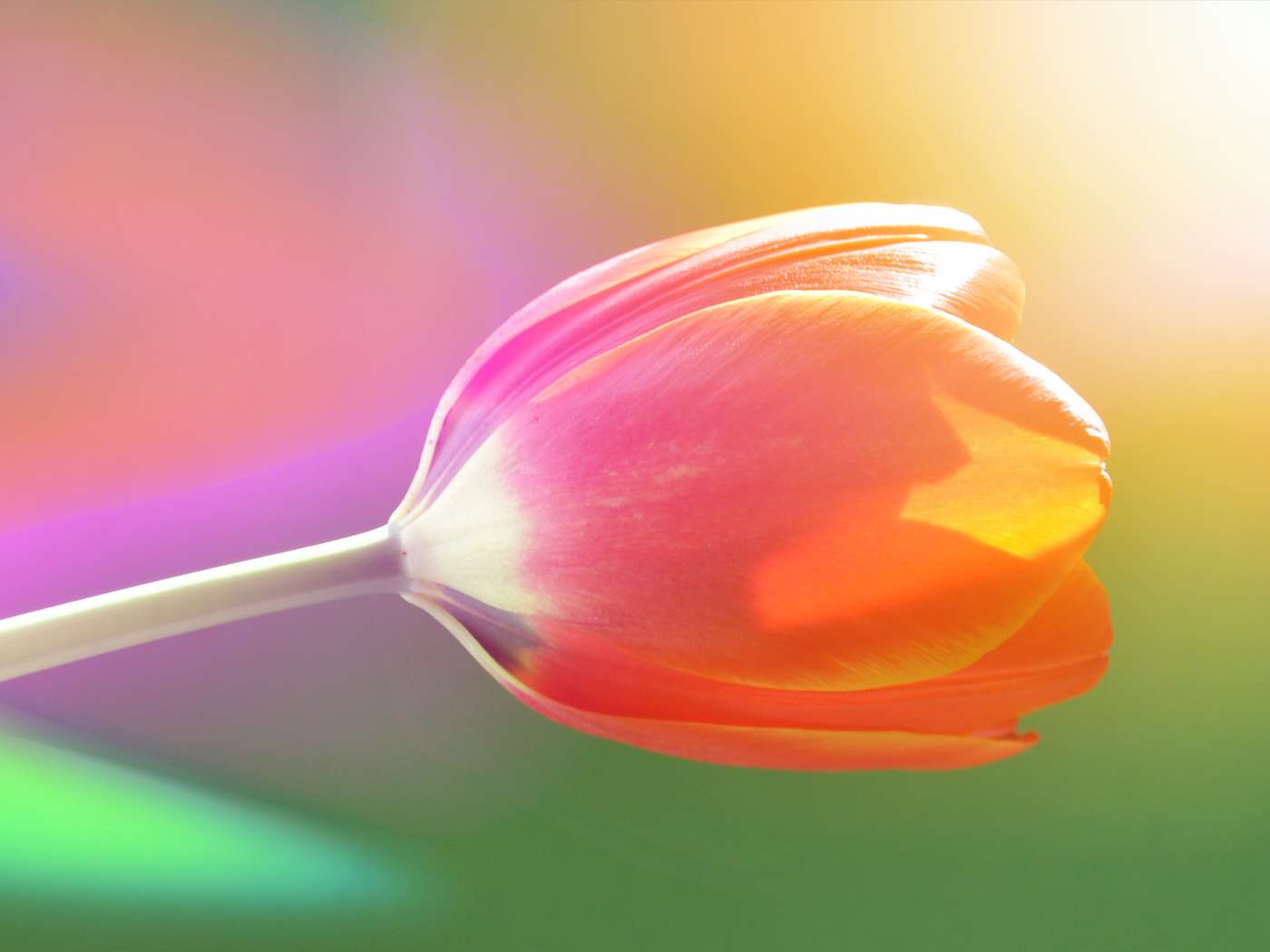 тюльпан, цвет, радужный, нежный, сияние