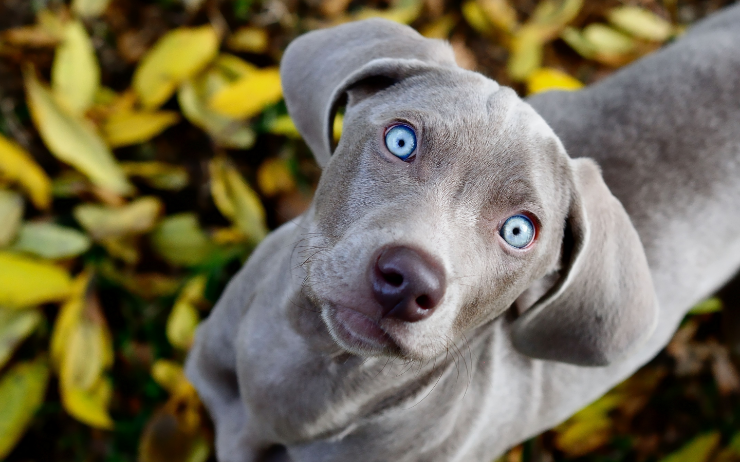 голубые, смотрит, собака, взгляд, листва, weimaraner, глаза