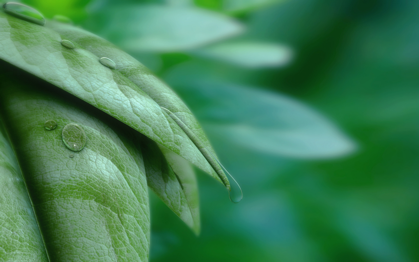 листья, капли, leaves and water