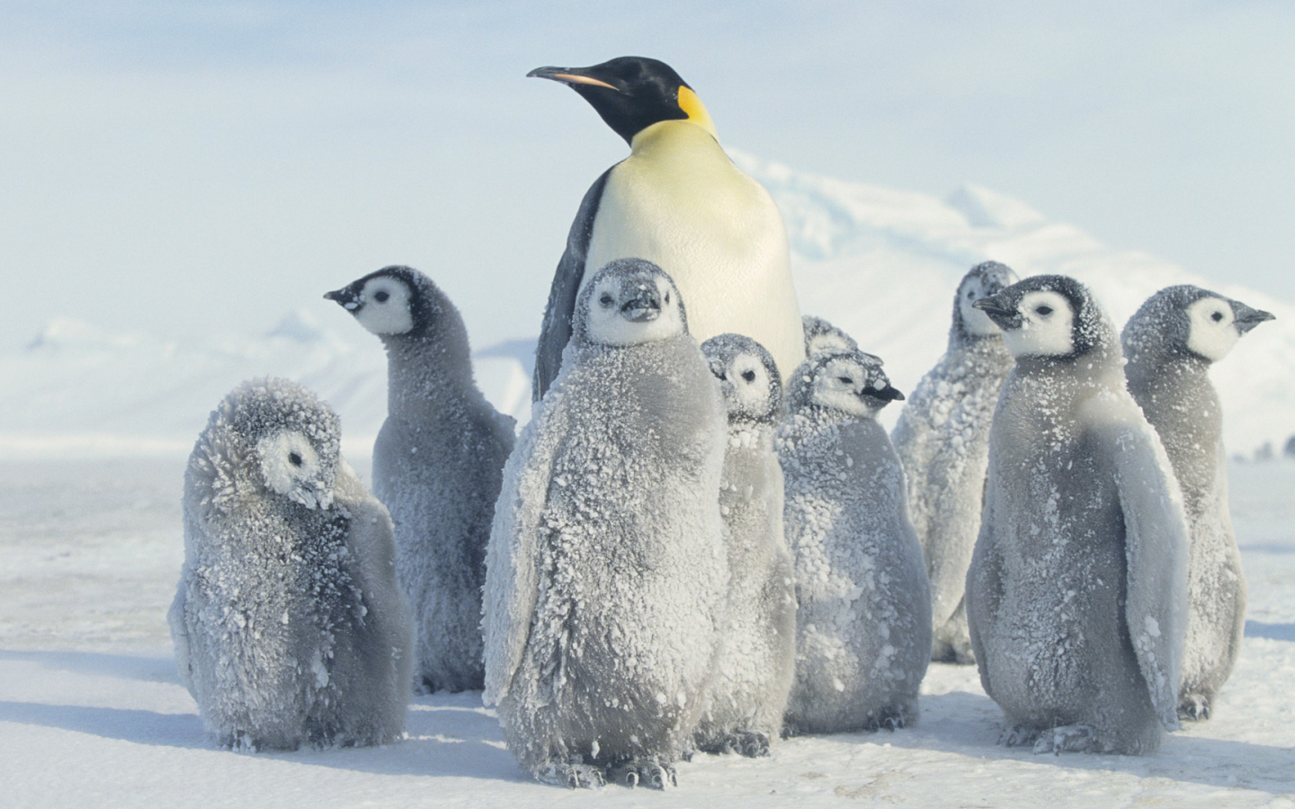антарктида, пингвин, снег, antarctica, penguin