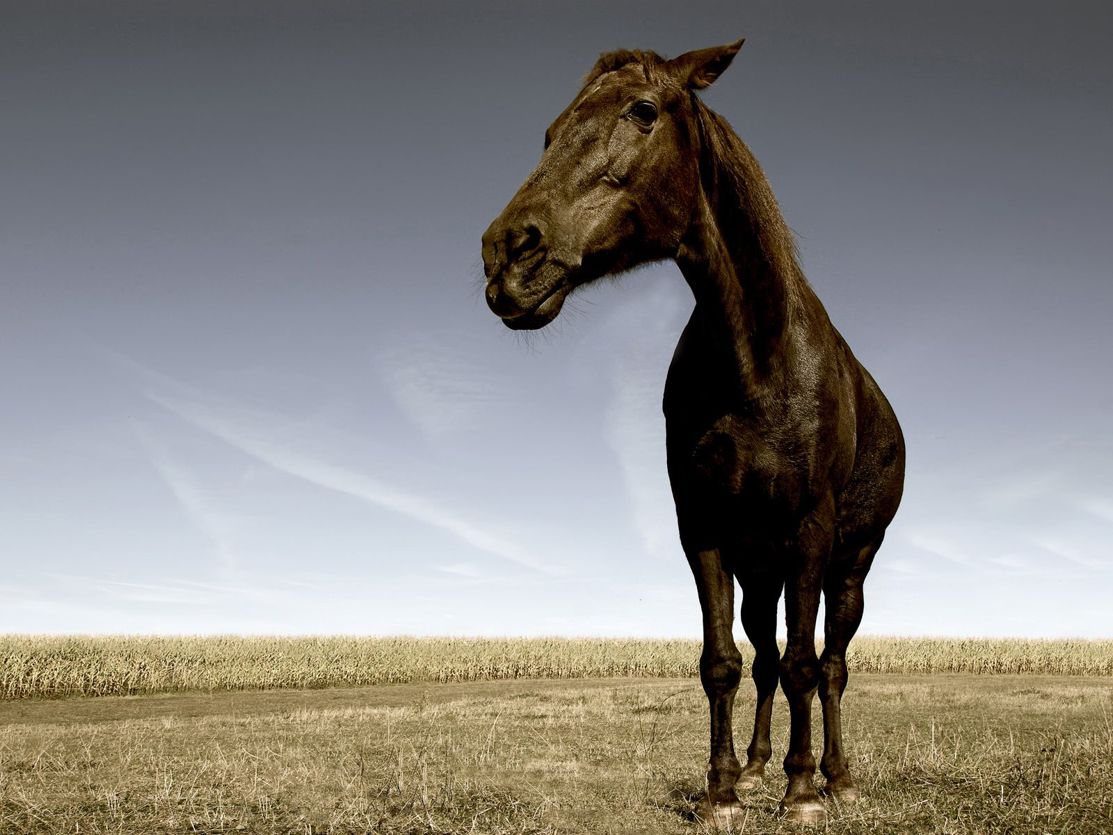 трава, обои, лошади, животные, кони, фото, поле