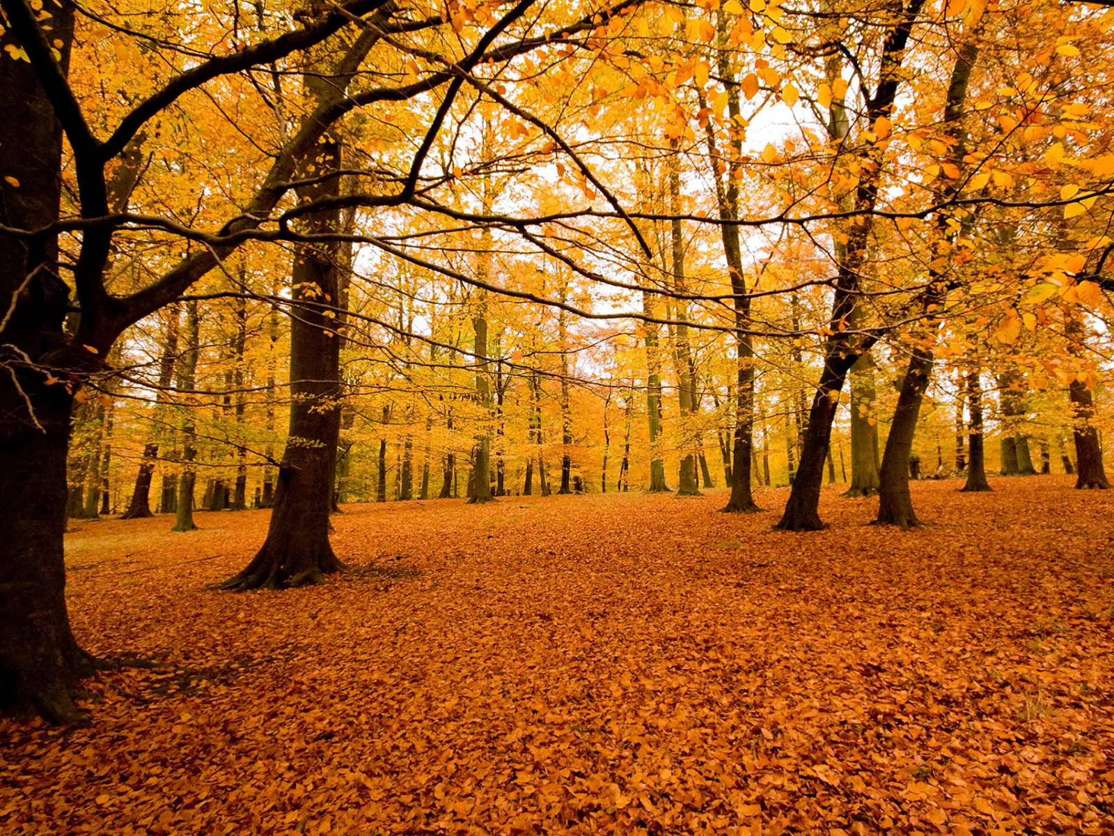 листва, осень, парк, лес, посадка, природа