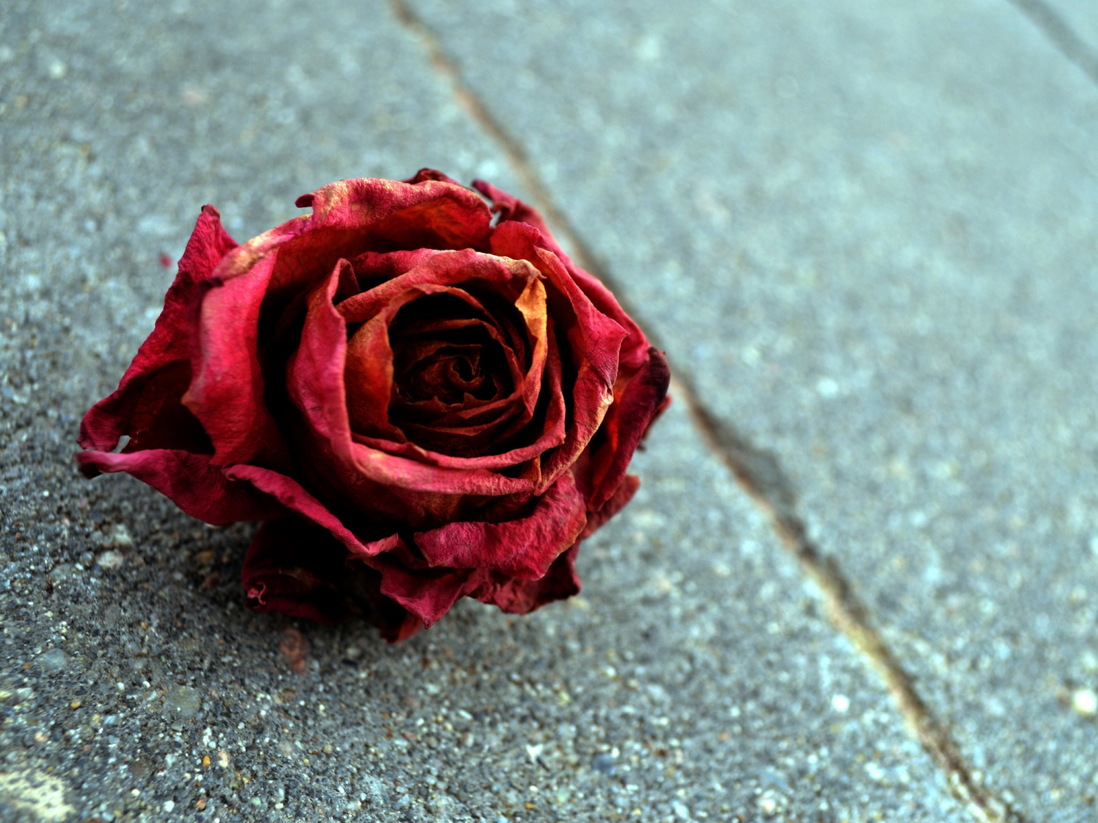макро, красная роза, бутон, увядание