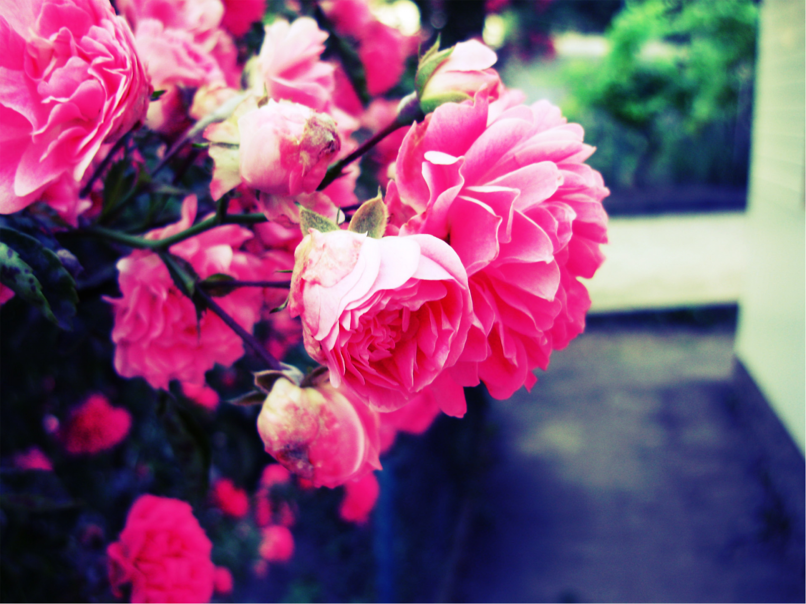 роза, размытие, цветок, розовый