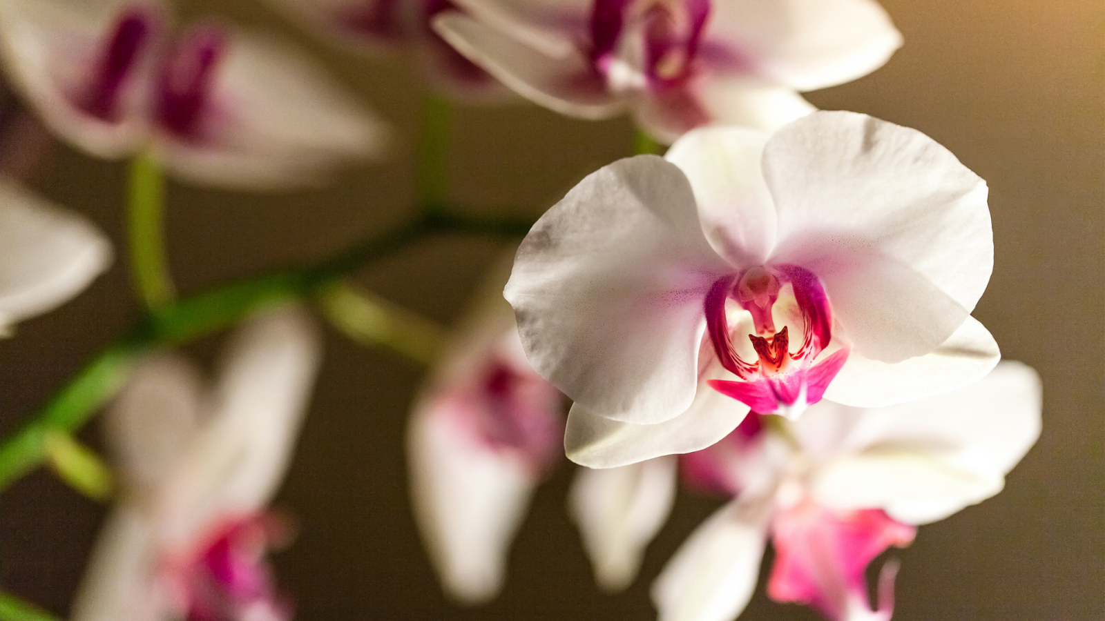 бело-розовый, орхидея, фалинопсис, ветка, цветок