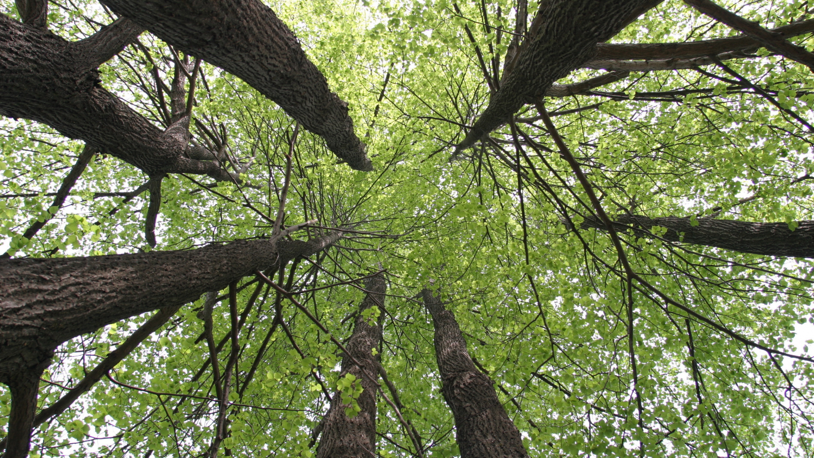 дерево, липа, природа