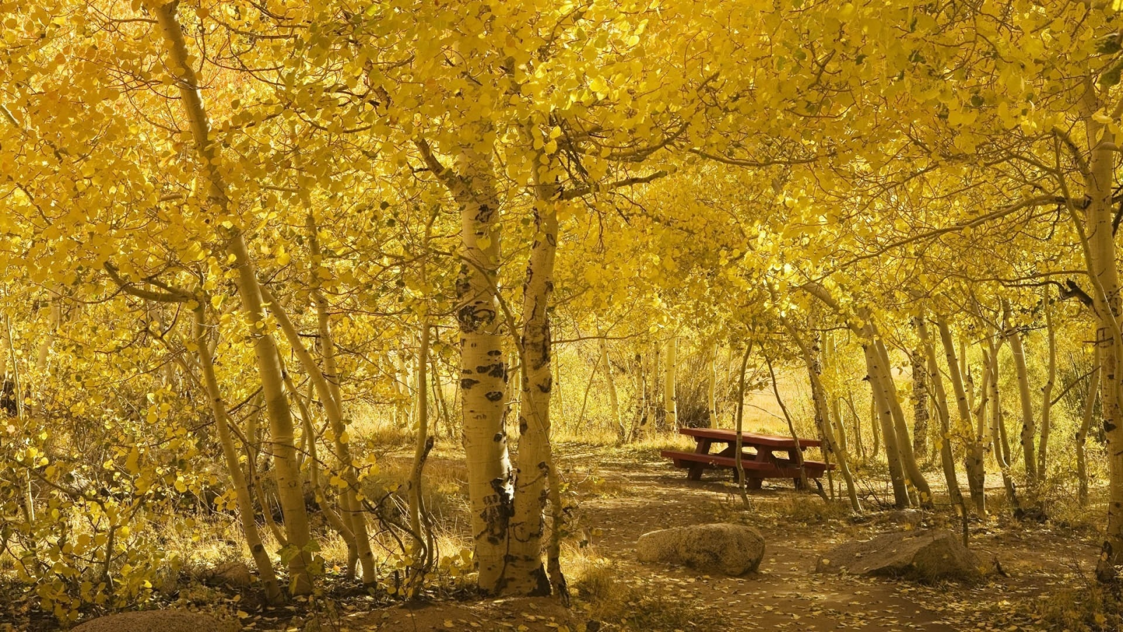 жёлтая, лесок, берёзовый, камни, залитый солнцем, листва, осень