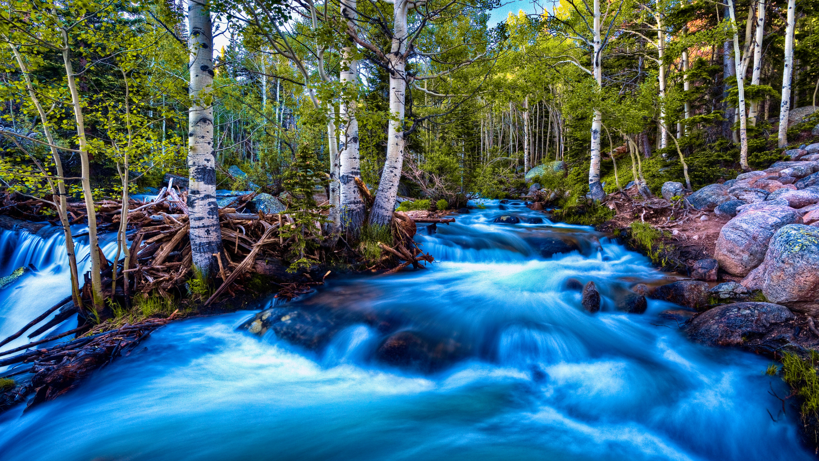 поток, лес, река, берёзки, природа