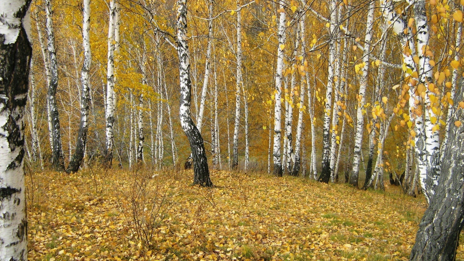 осенью, ручей, лес, гора