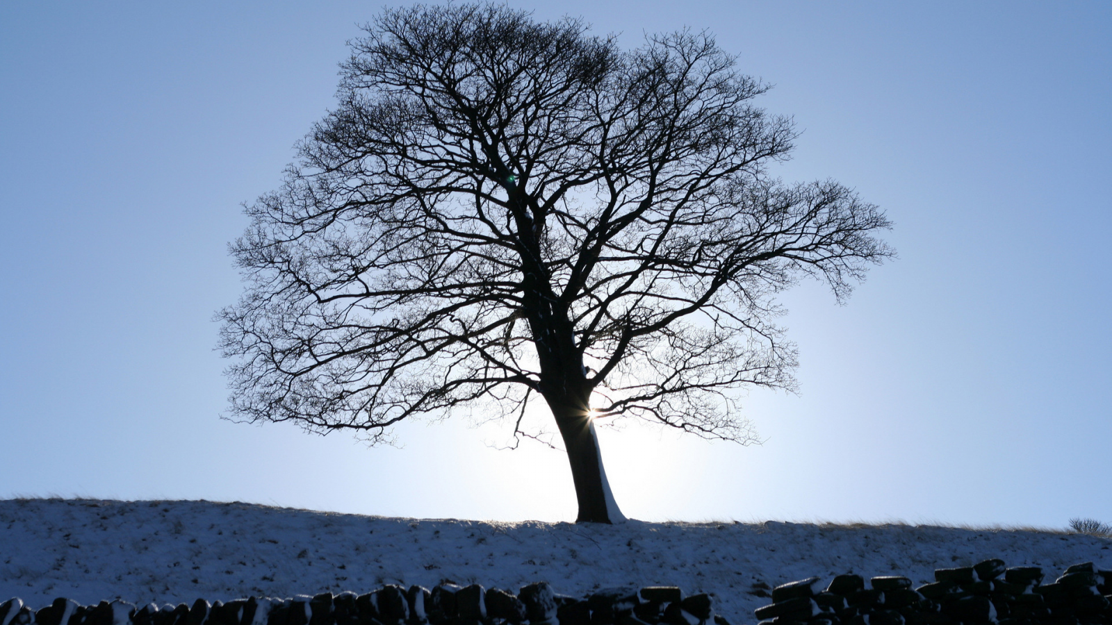 1920x1200, фото, дерево, зима, рассвет, зимние обои, пейзажи, картинки для рабочего стола, природа, деревья, canon eos 350d digital, снег, заборы
