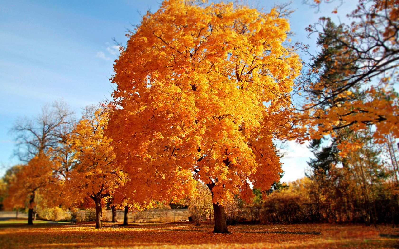 Осень, желтые листья, деревья