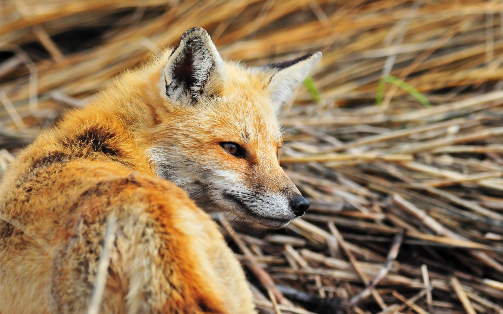 fox, firefox, рыжая лиса, хищник, лиса, взгляд, оранжевый
