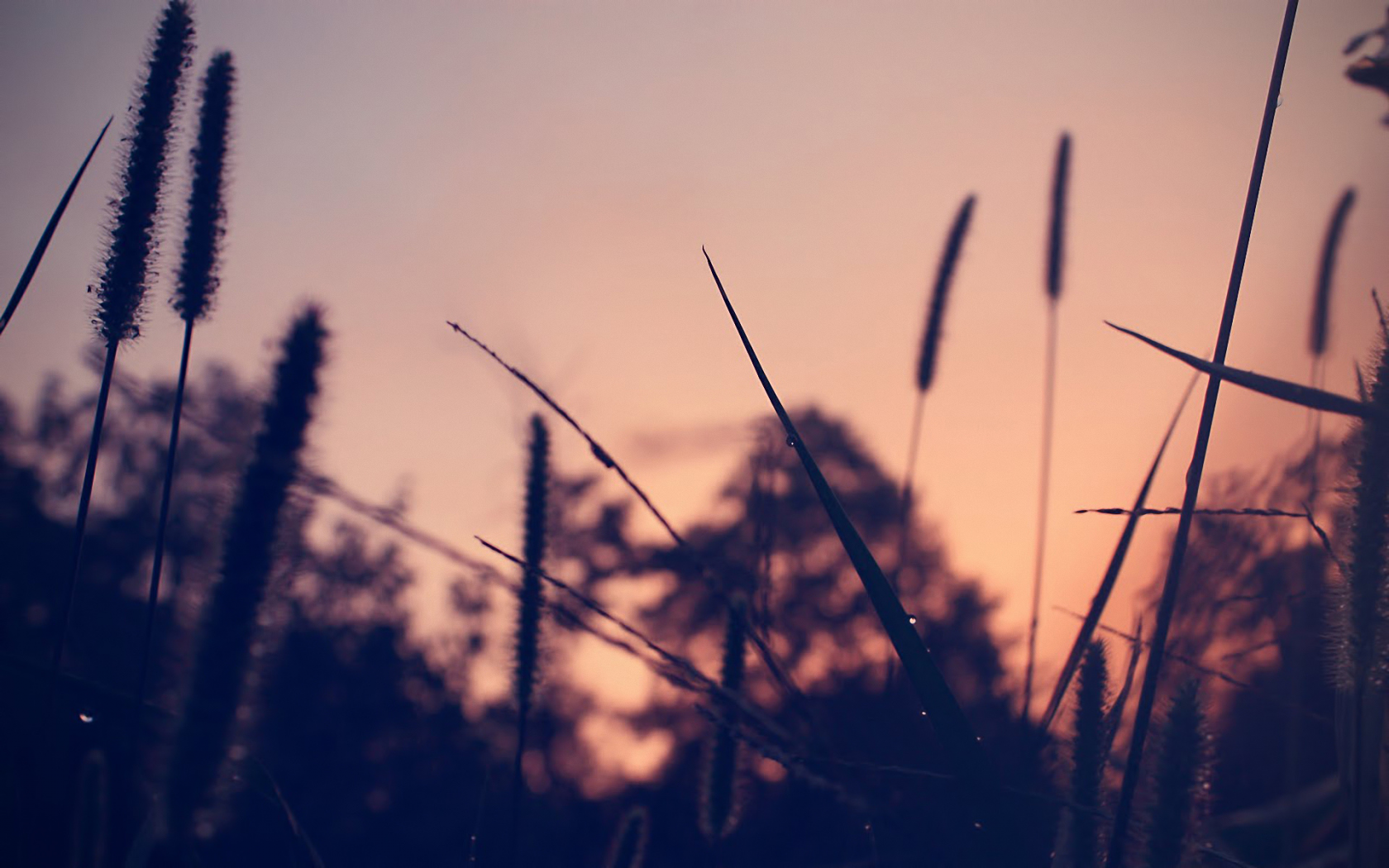 dew, трава, grass, вечер, evening, роса