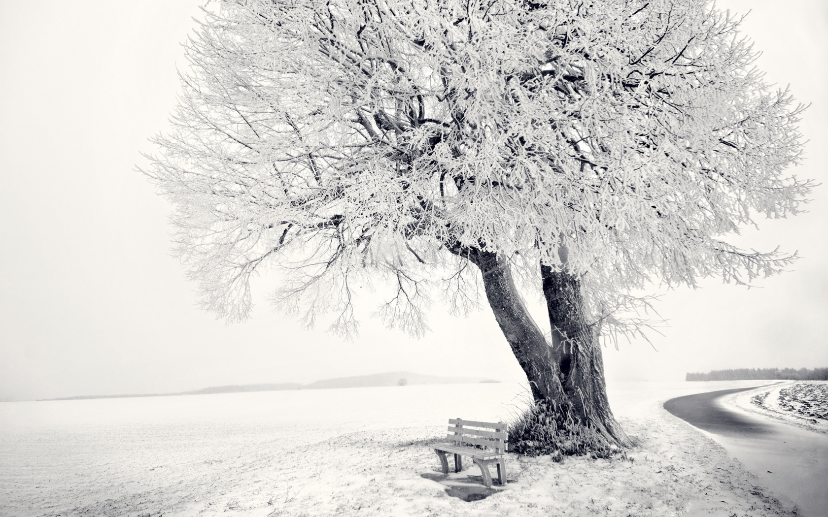 зима, frozen tree, снег, дерево