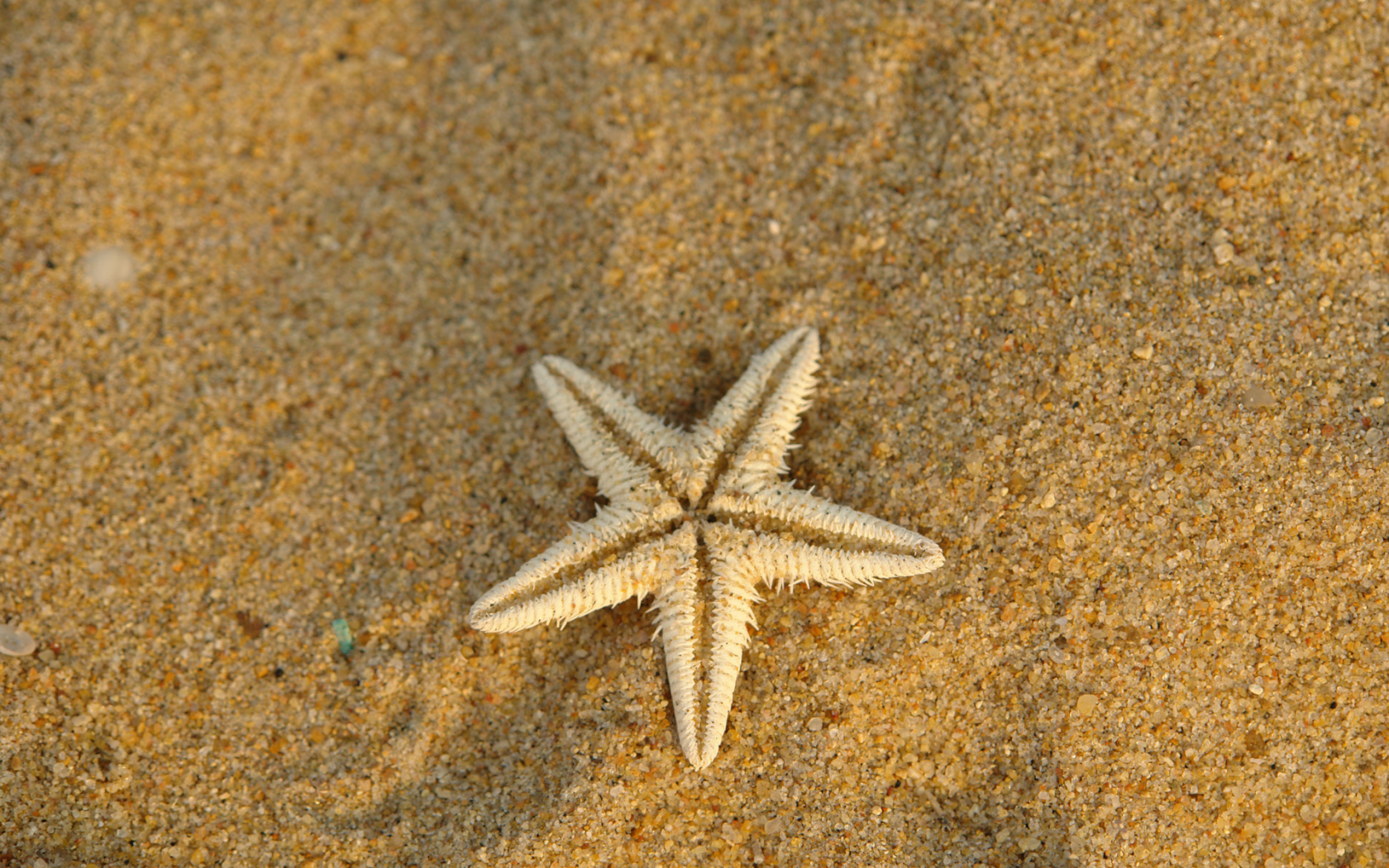 морская, звезда, суша, песок