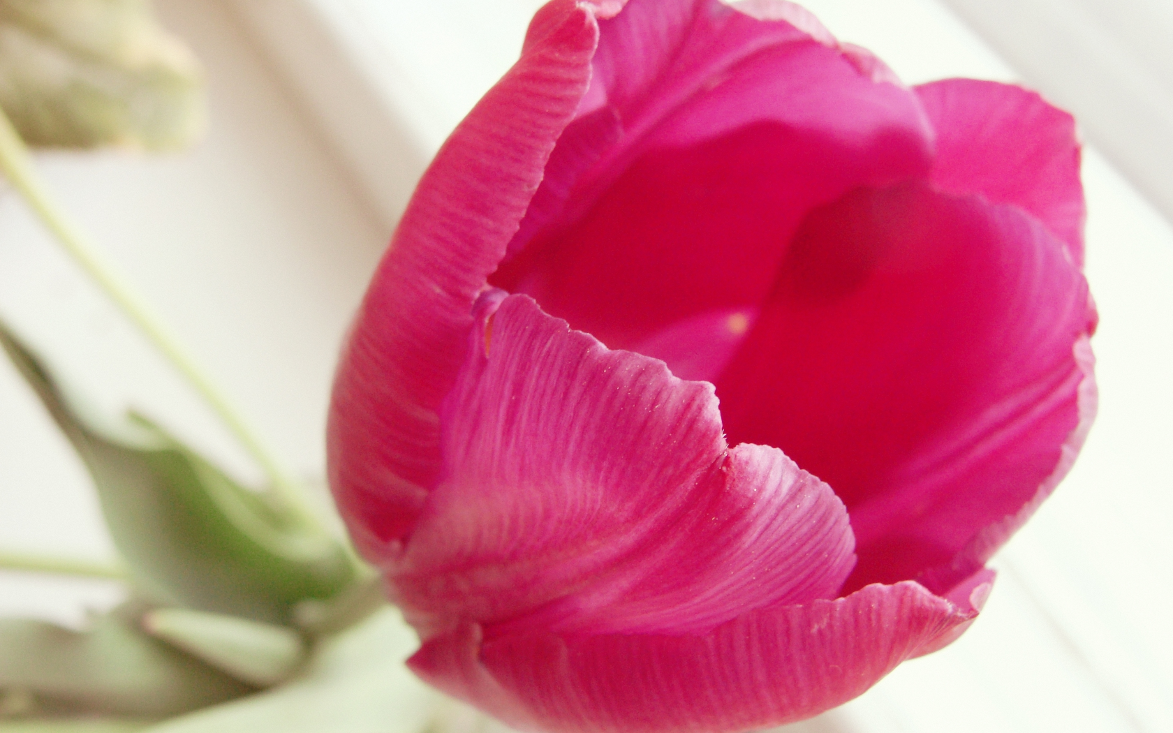 цветок, темно розовый, тюльпан