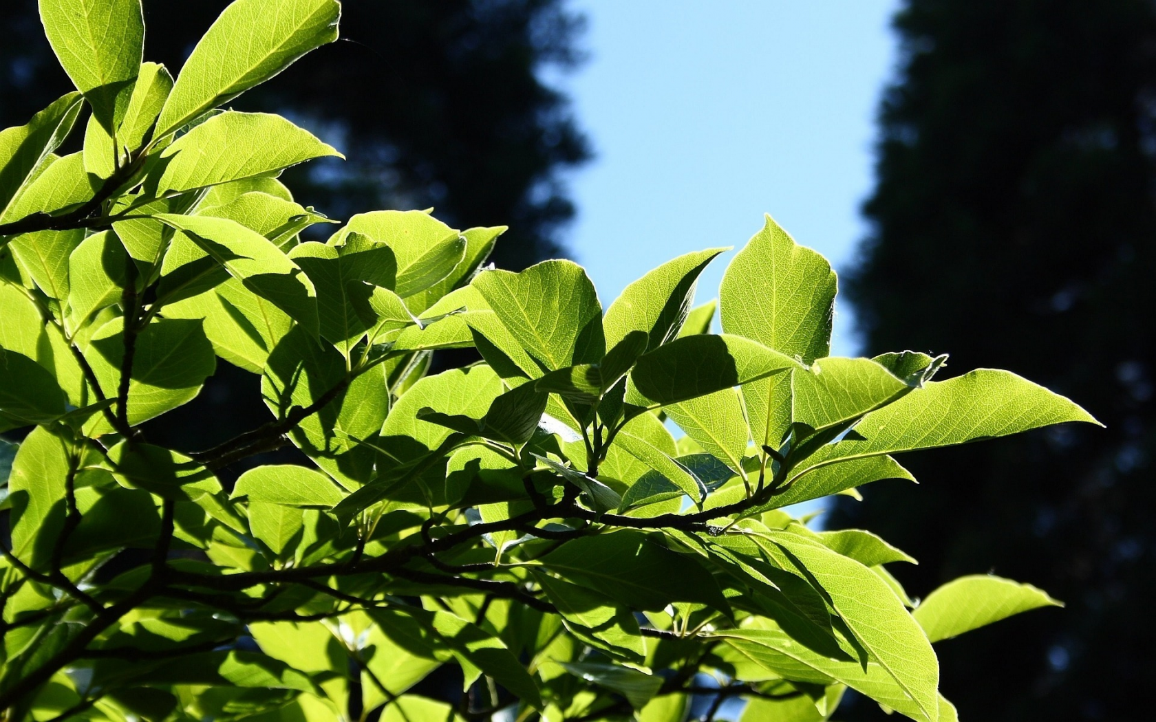 leaves, листья, macro, leag, природа, nature