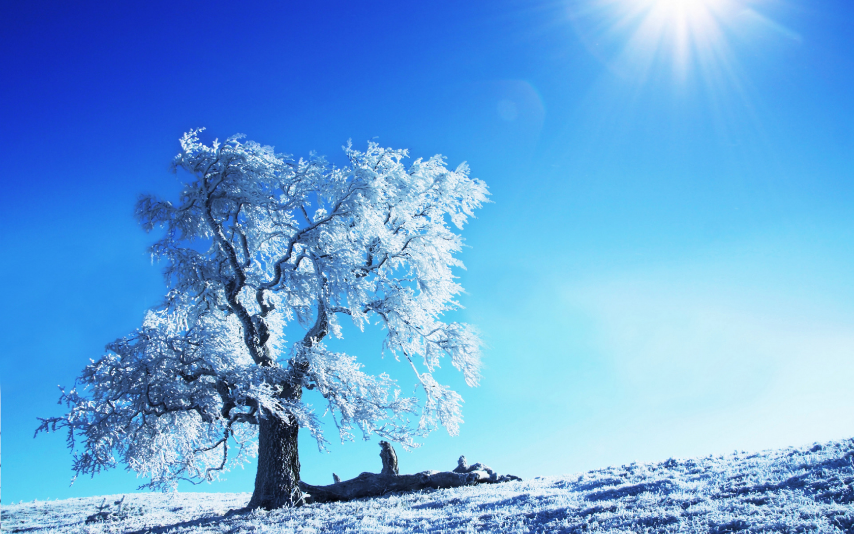 зимние картинки, природа, солнце, дерево, зима, снег, пейзажи, деревья