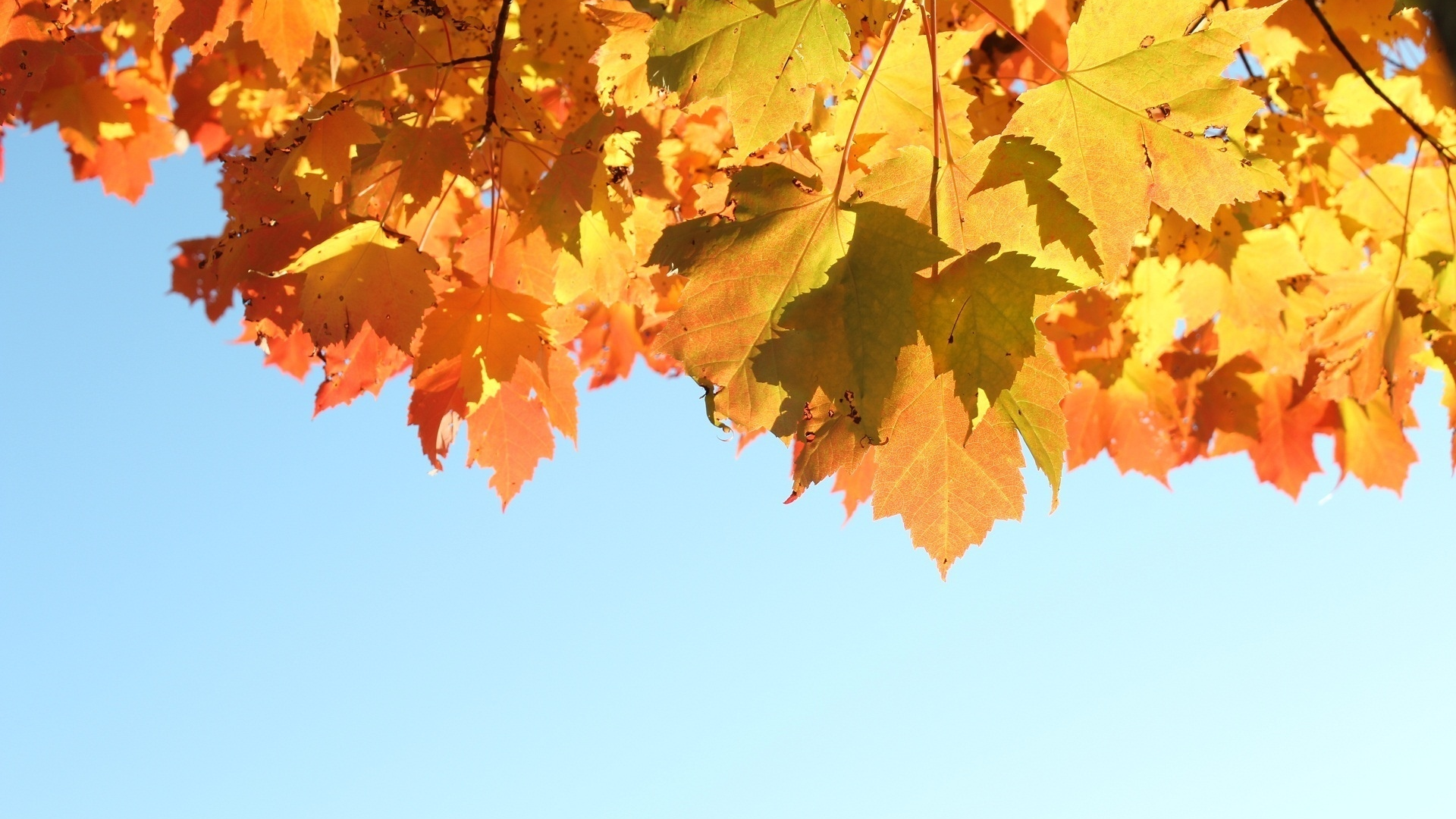 осень, 1920x1280, свет, листья, autumn, природа, небо, sky, leaves, light, nature