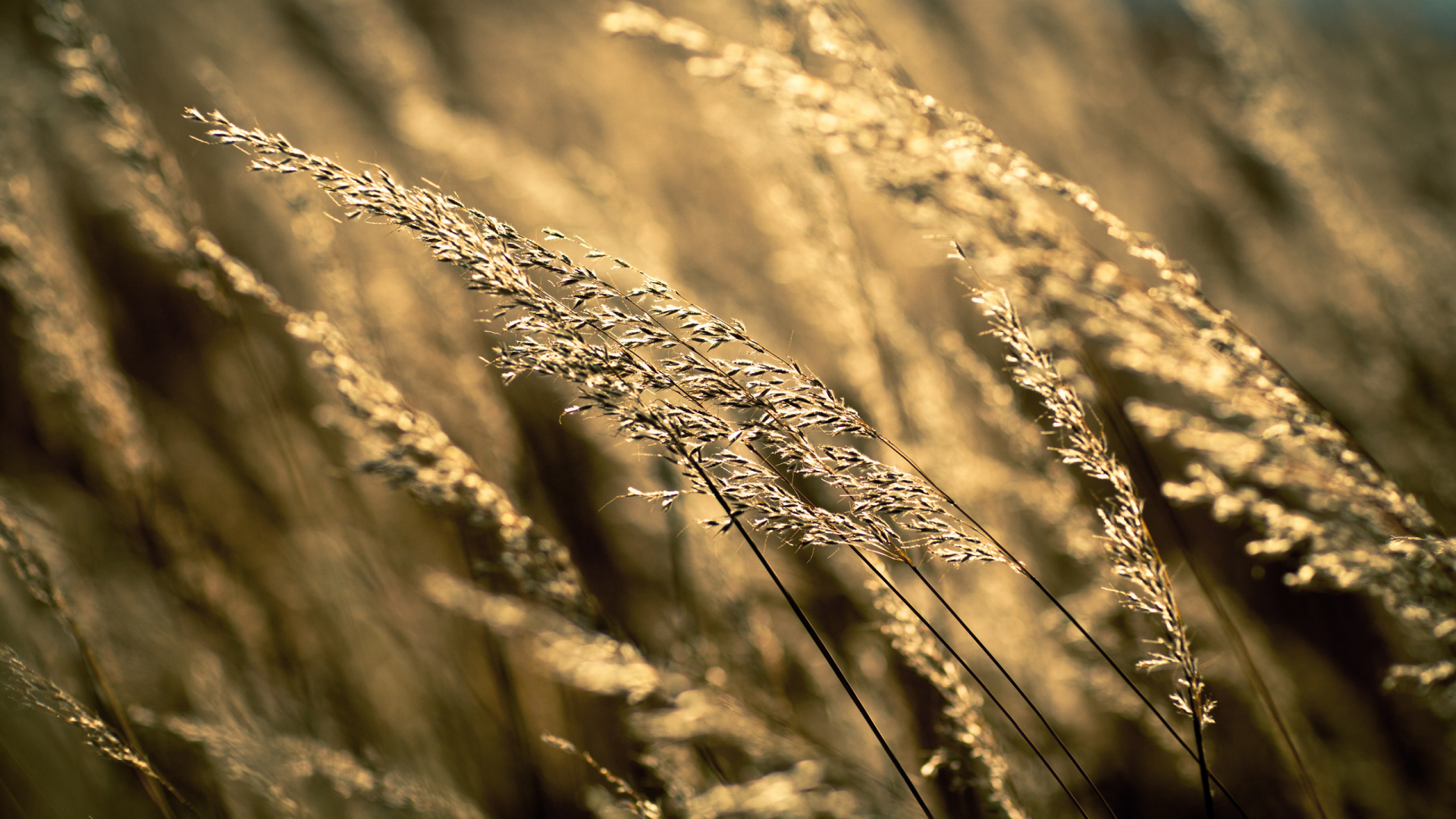 поле, урожай, трава, поля природа с природой, осень, пшеница