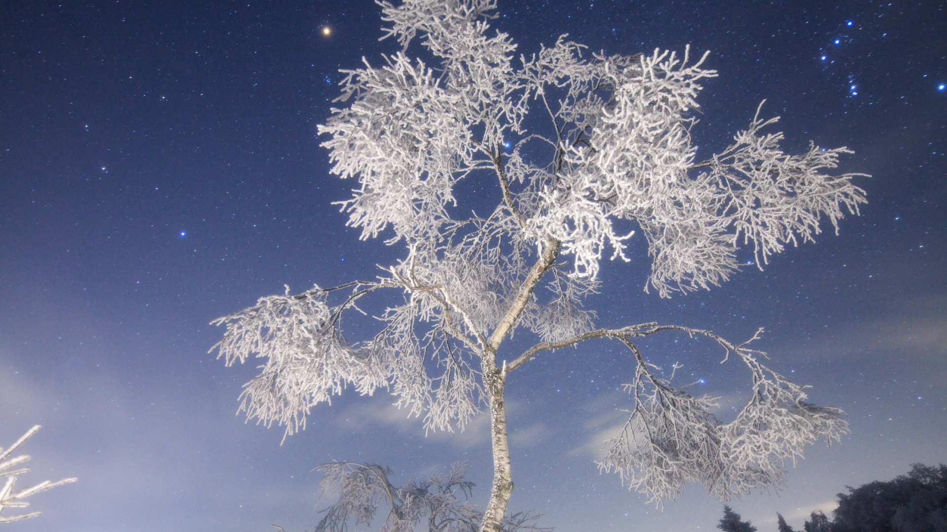 снежное дерево, природа, ночь, зима, иней