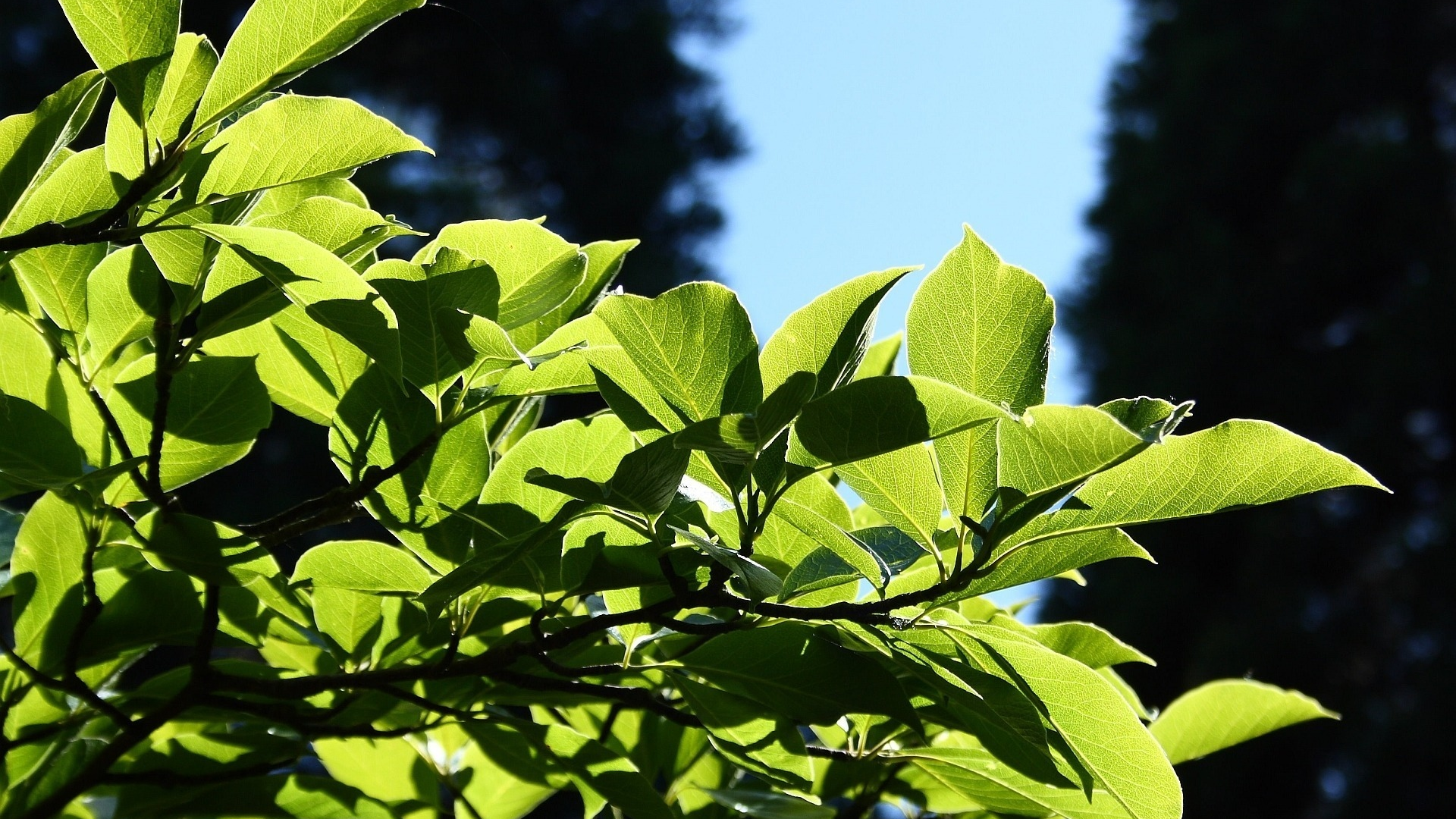 leaves, листья, macro, leag, природа, nature