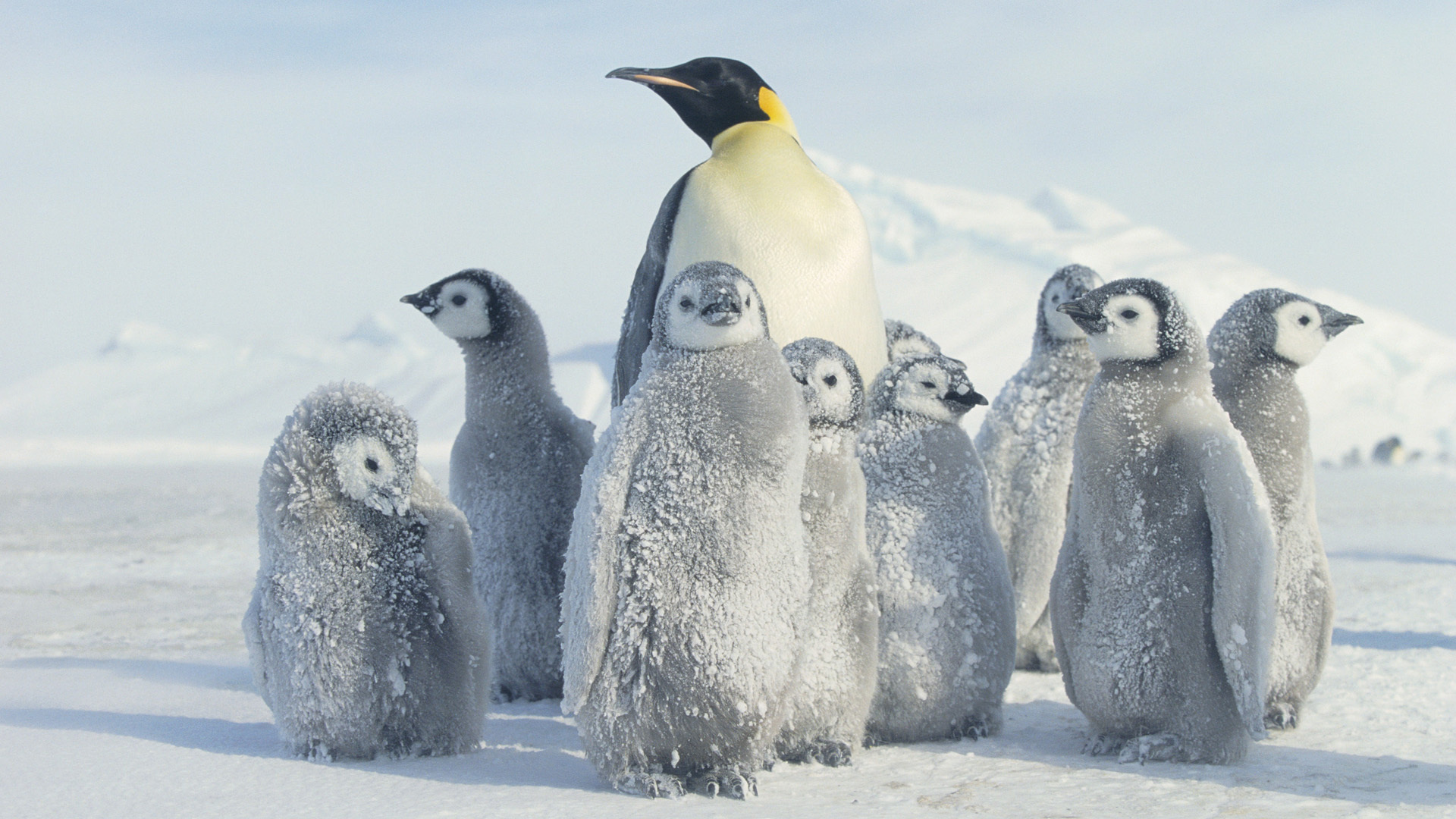 антарктида, пингвин, снег, antarctica, penguin