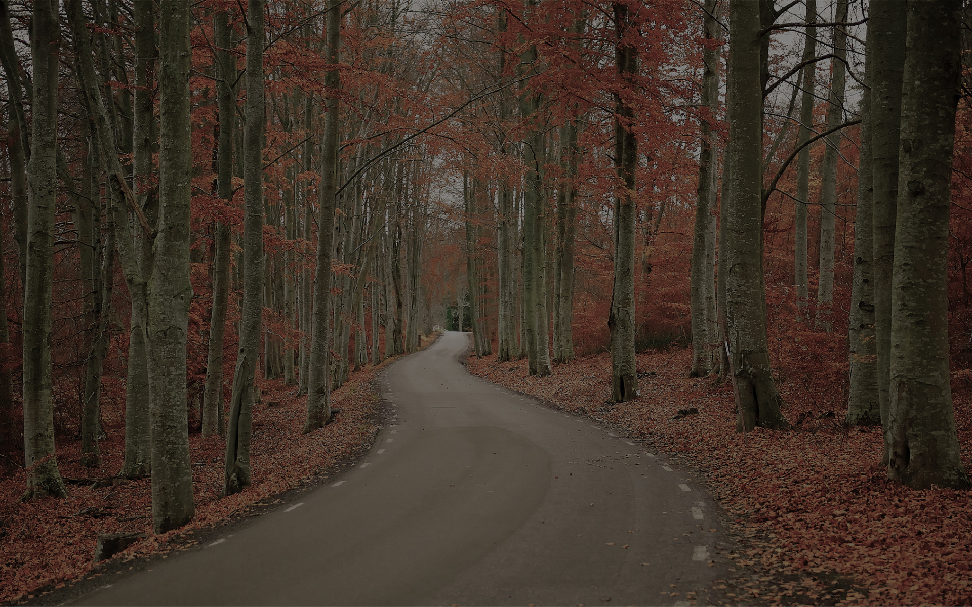 дорога, деревья, природа, швеция, лес, осень, листва