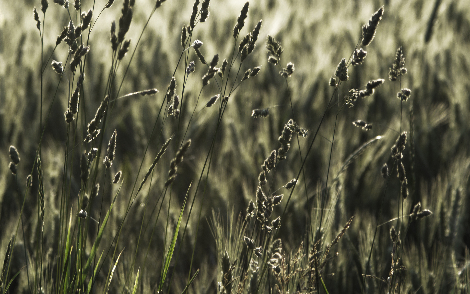 поле, пшеница, колосья, фото, трава, природа