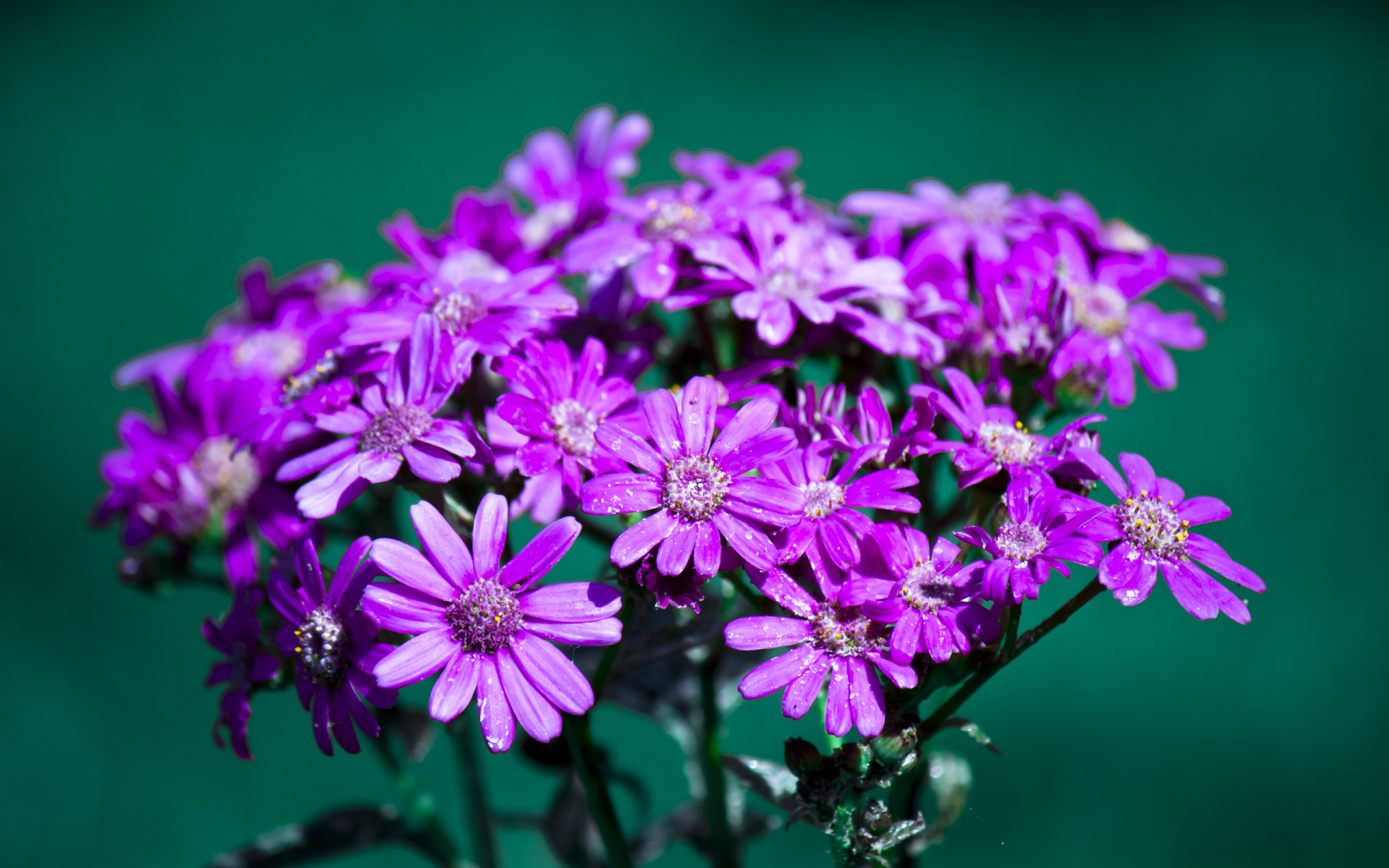 лепестки, макро, бутоны, цветки, цветы, flowers