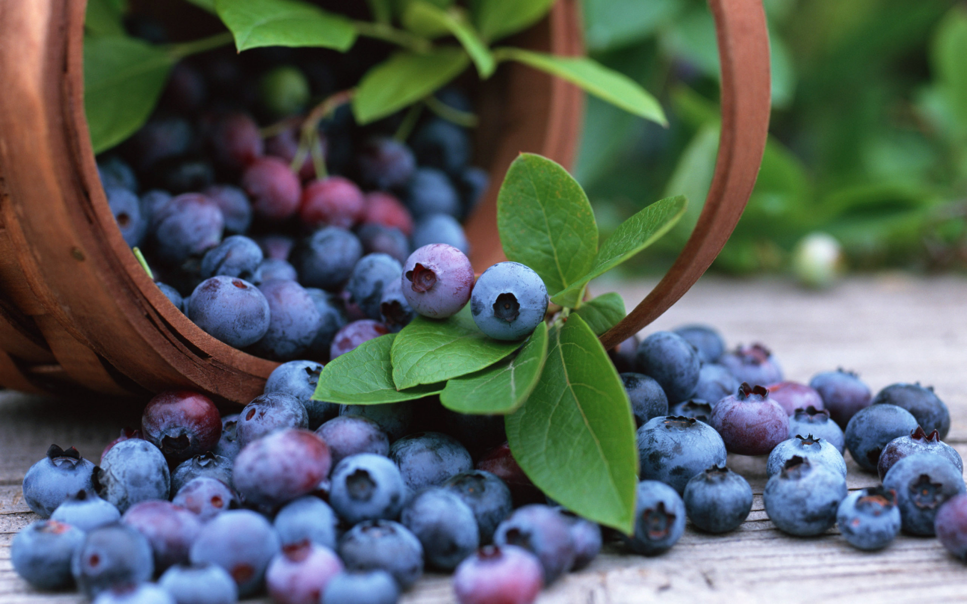 корзина, черника, fruits, blueberry