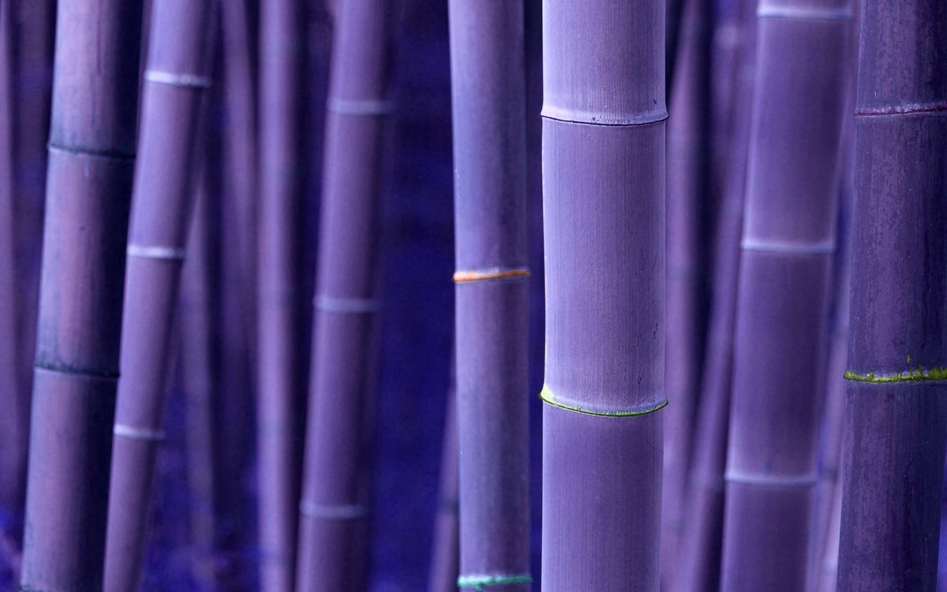 бамбук, вельвет, стволы