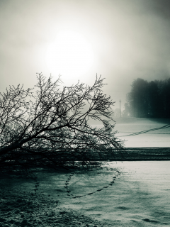 туман, дерево, черно-белое, снег, зима, следы, мрачно