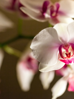 бело-розовый, орхидея, фалинопсис, ветка, цветок