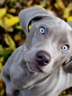 голубые, смотрит, собака, взгляд, листва, weimaraner, глаза