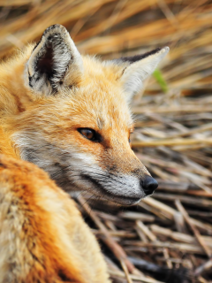 fox, firefox, рыжая лиса, хищник, лиса, взгляд, оранжевый