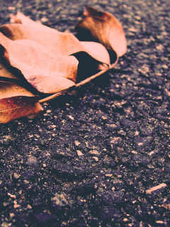зима, осень, орех, асфальт, листья