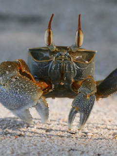 crab, песок, краб