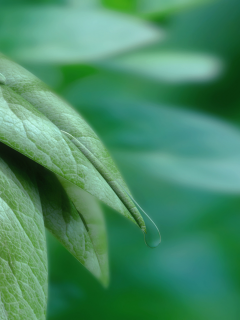 листья, капли, leaves and water